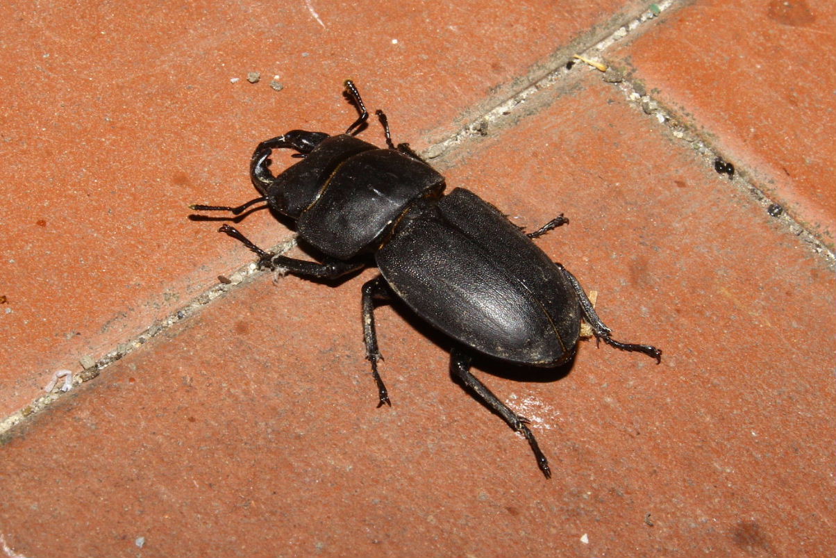 Dorcus parallelipipedus